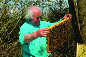 Protégeons ensemble les abeilles